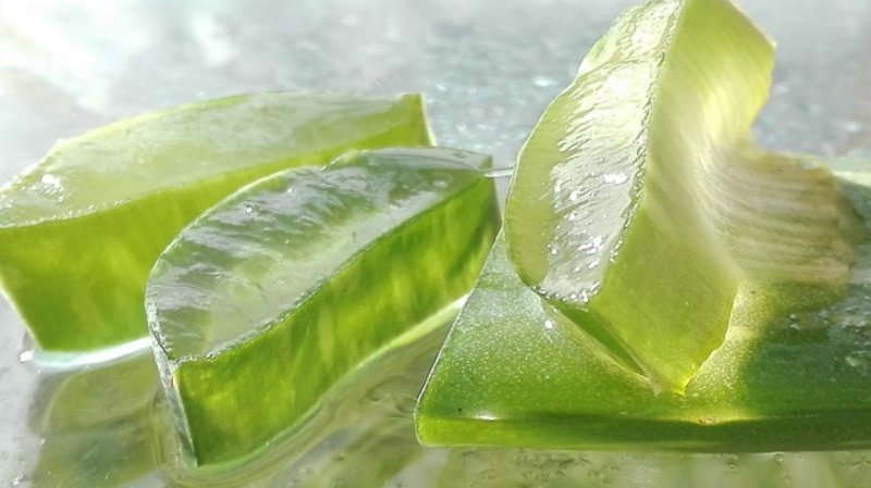 Aloes: musi-have na lato, mocne nawilżenie. Autor zdjęcia: mozo190, pixabay.com